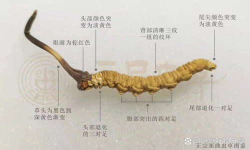 吃降压药感觉全身发凉-高血压吃完降压片身上冷网 | 高血压吃药降压后可以停药吗,高血压吃绞股蓝降压吗